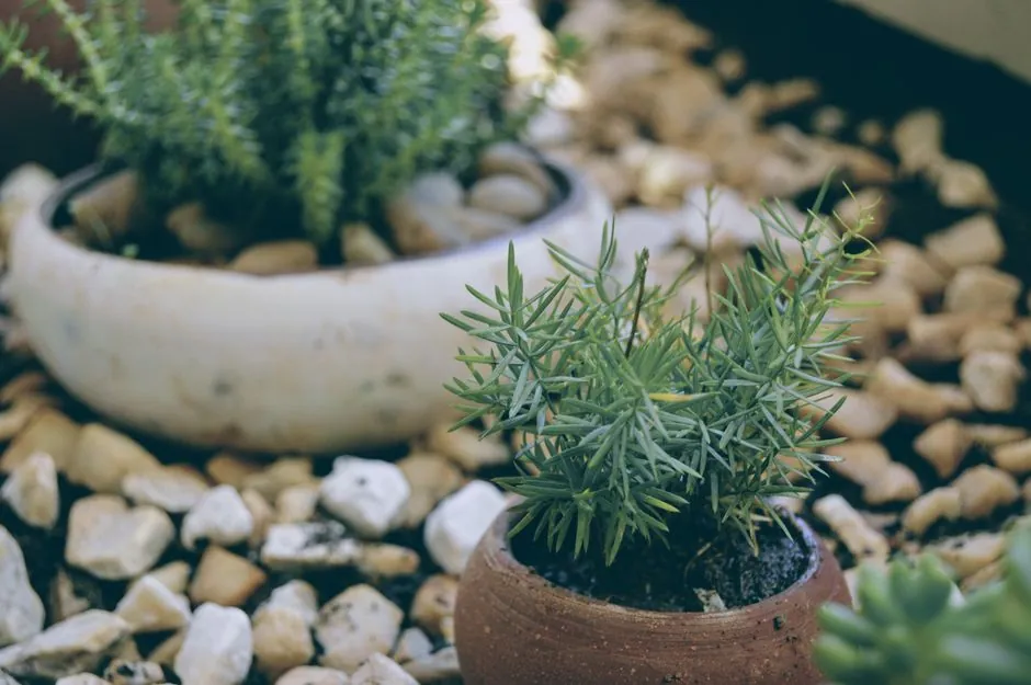Jardin niçois entretenu toute l'annee