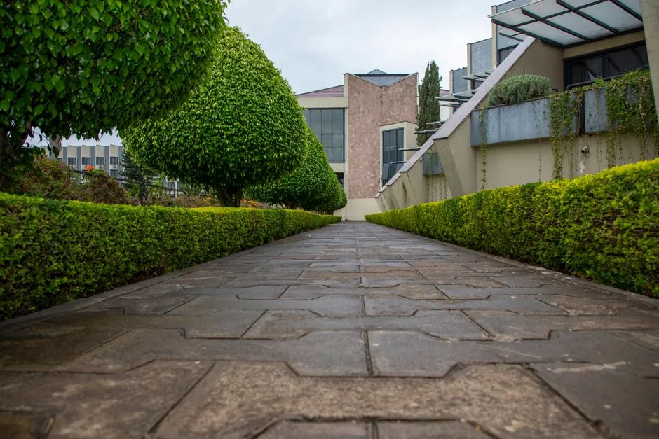 Entretien de jardin mediterraneen niçois