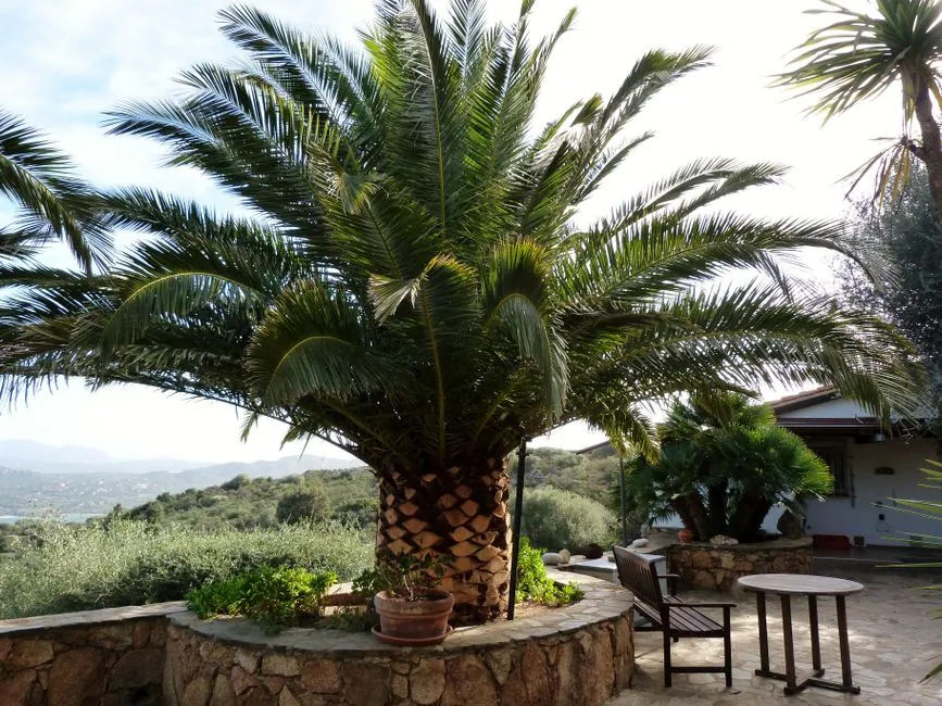 Jardin mediterraneen entretenu sur la cote d'azur